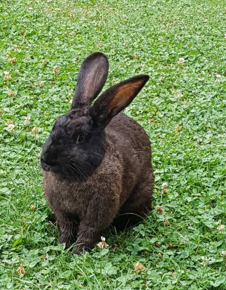 Lotti – Örökbefogadható