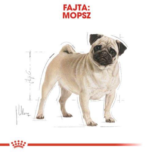 Royal Canin Breed Health Nutrition Mopsz adult száraz kutyaeledel 1,5kg