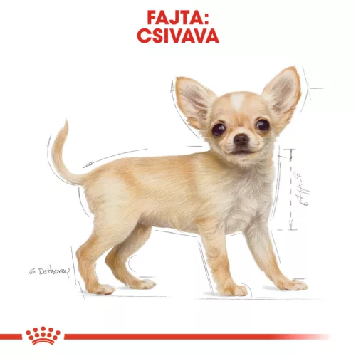 Royal Canin Breed Health Nutrition Csivava száraz kutyaeledel junior 500g