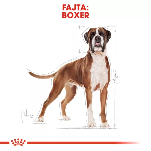 Royal Canin Breed Health Nutrition Boxer adult száraz kutyaeledel 12kg