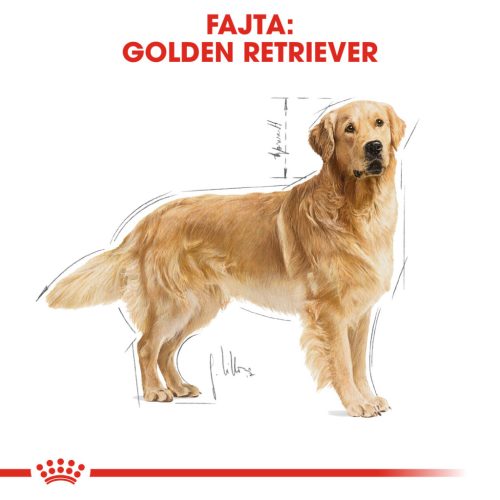 Royal Canin Breed Health Nutrition Golden Retriever adult száraz kutyaeledel 12kg