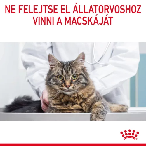 Royal Canin Feline Care Nutrition Dental Care száraz macskaeledel 400g