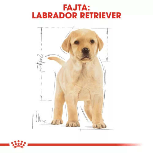 Royal Canin Breed Health Nutrition Labrador Retriever száraz kutyaeledel puppy 3kg