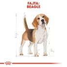 Royal Canin Breed Health Nutrition Beagle adult száraz kutyaeledel 3kg