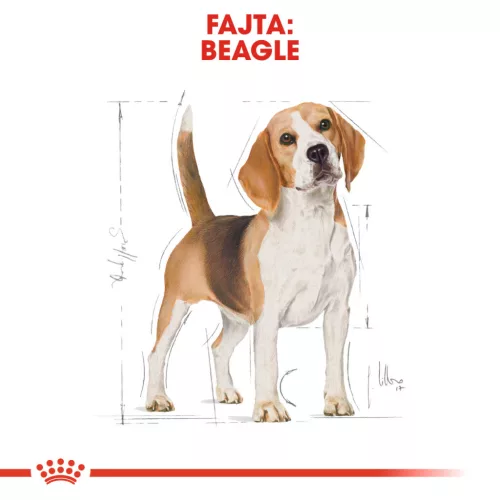 Royal Canin Breed Health Nutrition Beagle adult száraz kutyaeledel 3kg