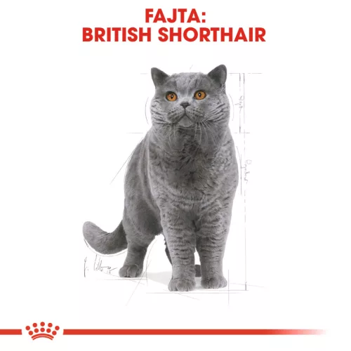 Royal Canin Feline Breed Nutrition Brit rövidszőrű adult száraz macskaeledel 4kg