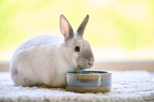 Beaphar Care+® teljesértékű eledel felnőtt nyulaknak 1,5kg