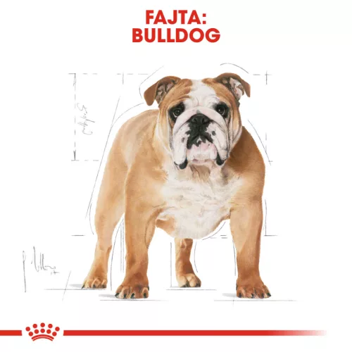 Royal Canin Breed Health Nutrition Bulldog száraz kutyaeledel adult 12kg