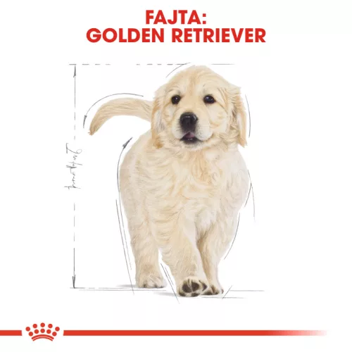 Royal Canin Breed Health Nutrition Golden Retriever puppy száraz kutyaeledel 12kg