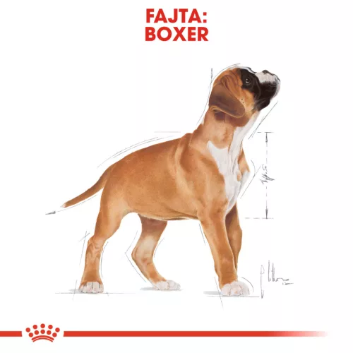 Royal Canin Breed Health Nutrition Boxer junior száraz kutyaeledel 12kg