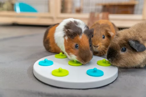 Trixie Snack Board stratégiai játék 20cm