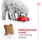 Royal Canin Size Health Nutrition Mini adult száraz kutyaeledel 4kg