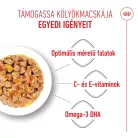 Royal Canin Feline Health Nutrition macska tasak Kitten jelly 12x85g
