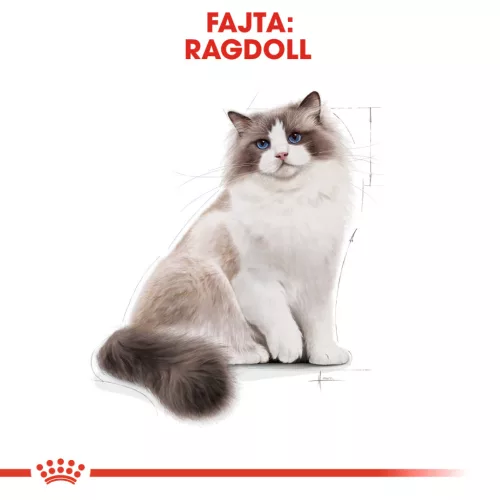 Royal Canin Feline Breed Nutrition Ragdoll adult száraz macskaeledel 2kg