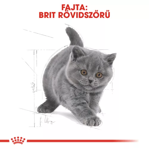 Royal Canin Feline Breed Nutrition Brit rövidszőrű kitten száraz macskaeledel 400g
