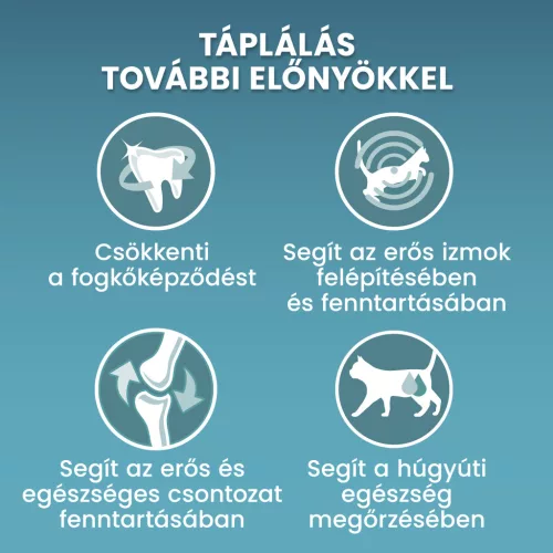 Purina ONE Bifensis Indoor Formula Pulykában gazdag száraz macskaeledel 800g