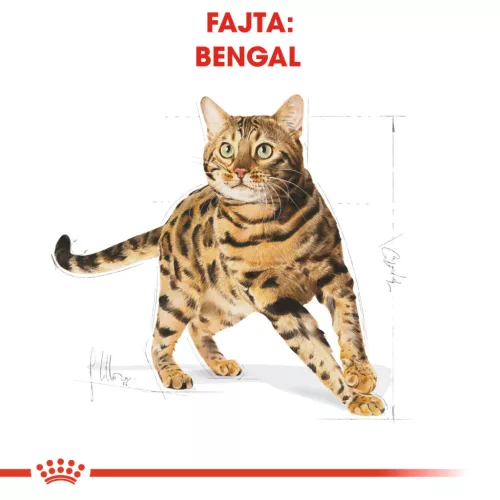 Royal Canin Feline Breed Nutrition Bengáli adult száraz macskaeledel 2kg