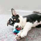 KONG Squeezz Action kutyajáték piros M 3db