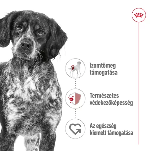 Royal Canin Size Health Nutrition Medium adult kutya tasak 10x140g