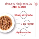 Royal Canin Feline Health Nutrition macska tasak kitten steril 12x85g