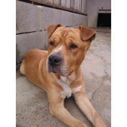 Gino
