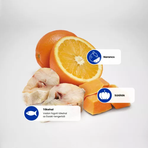 N&D Ocean Tőkehal, Sütőtök & Narancs Felnőtt Mini Száraz Kutyaeledel 800g