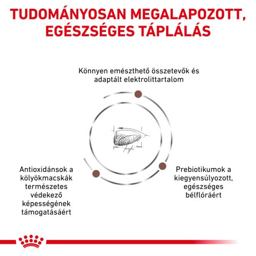 Royal Canin Veterinary Gastrointestinal emésztőszervi kölyök száraz macskaeledel  400g