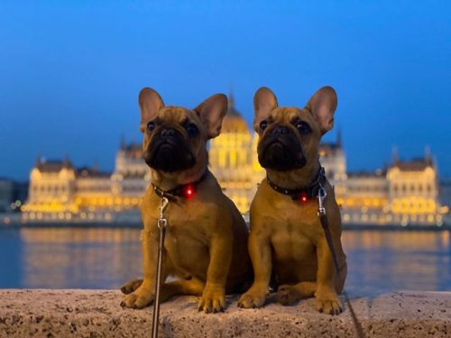 TICKLESS Mini ultrahangos újratölthető kullancsriasztó fekete