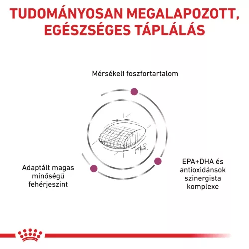 Royal Canin Veterinary Early Renal veseműködést támogató száraz kutyaeledel 2kg