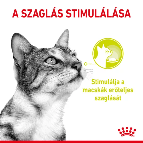 Royal Canin Sensory Smell macska tasak zselés 12x85g
