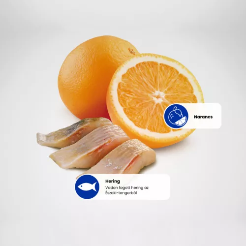 N&D Ocean Hering & Narancs Felnőtt Mini Száraz Kutyaeledel 800g