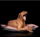 NRDOGS Basic Soft Magic Pink fekhely L