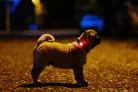 TICKLESS Mini ultrahangos újratölthető kullancsriasztó türkiz