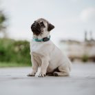 TICKLESS Mini ultrahangos újratölthető kullancsriasztó lila