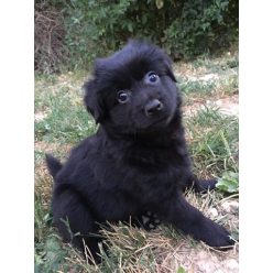 Csigusz csíntalan, játékos picifiú