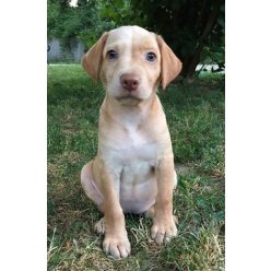 Csoda eleven, kalandvágyó kiscsajszi