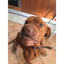 Buflák szeretetéhes, gyönyörű vizslafiú