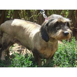 Torta pusziosztó igazi szeretetbomba