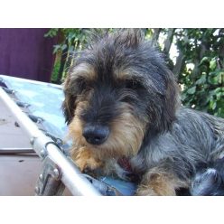 Hont játékos kis cukorpofa