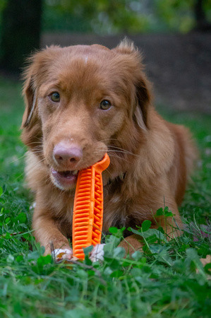 Fiboo Fiboone dental rágójáték narancssárga 19cm