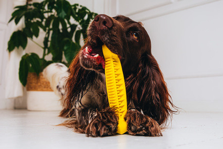 Fiboo Fiboone dental rágójáték sárga 19cm