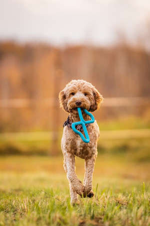 Fiboo FIB the tug toy húzójáték kék 25x15cm