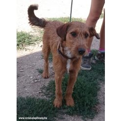 Pollux