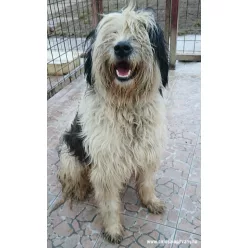 Borisz