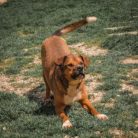 Fido