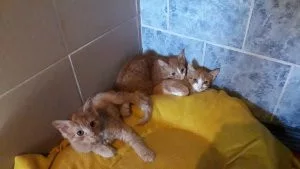 Örökbe fogadható kutyák Tapolcán