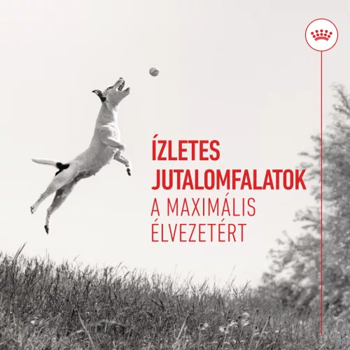 Royal Canin Training Treats kutya jutalomfalat 110g