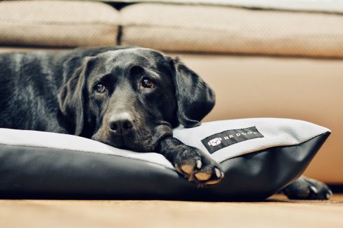 NRDOGS Kutyafekhely Basic Magic szürke M 65x55cm