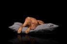 NRDOGS Kutyafekhely Basic Magic szürke L 90x56cm