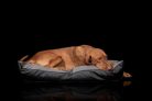 NRDOGS Kutyafekhely Basic Magic szürke L 90x56cm